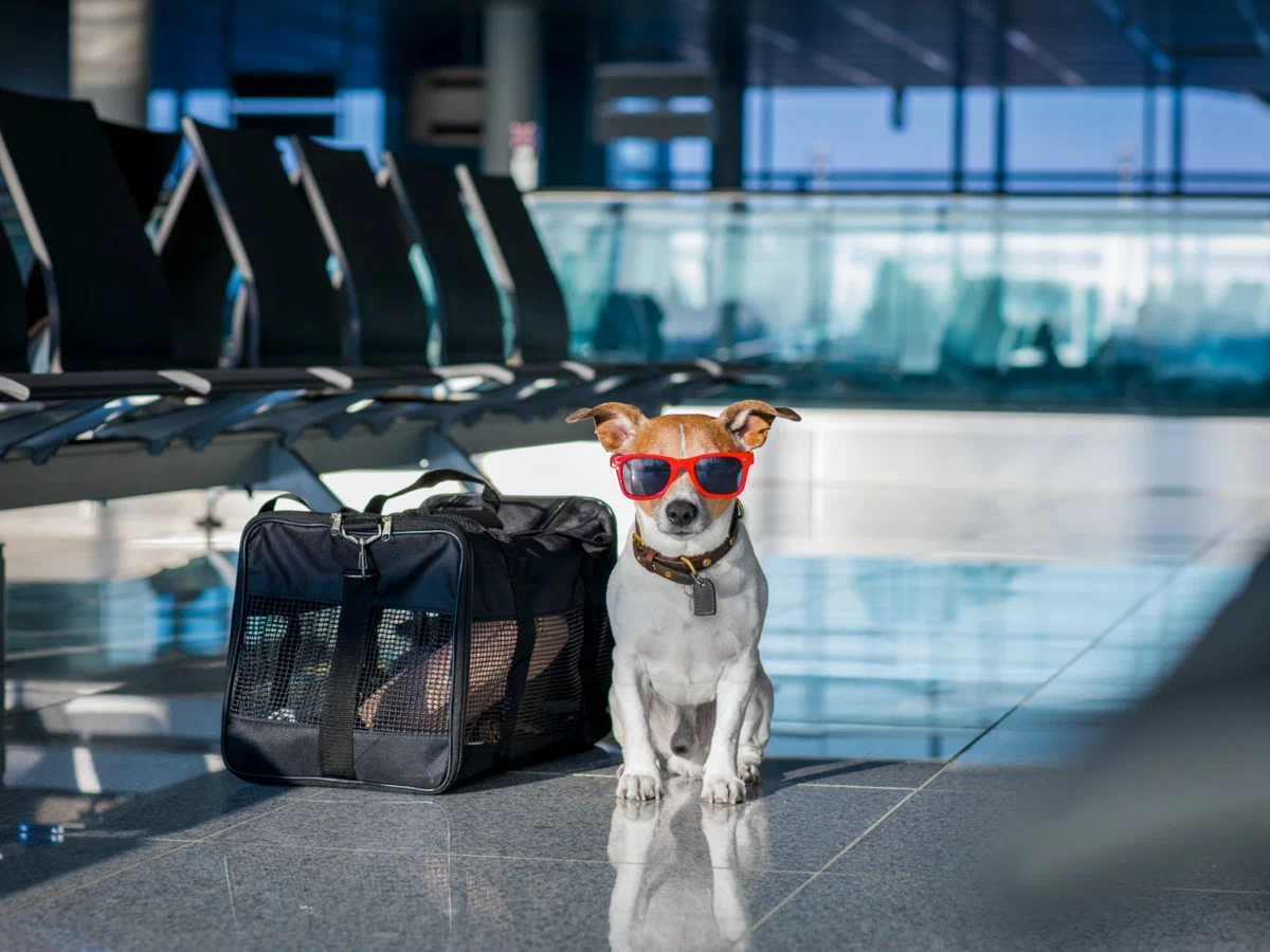 Как путешествовать с собакой за границу