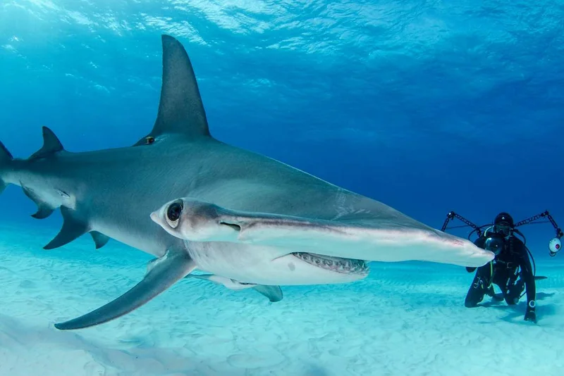 Океанариум Праги